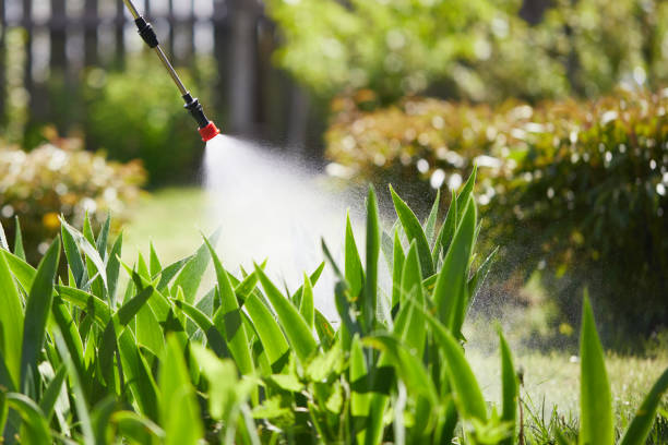 24/7 Emergency Termite Control experts in Mantua, VA