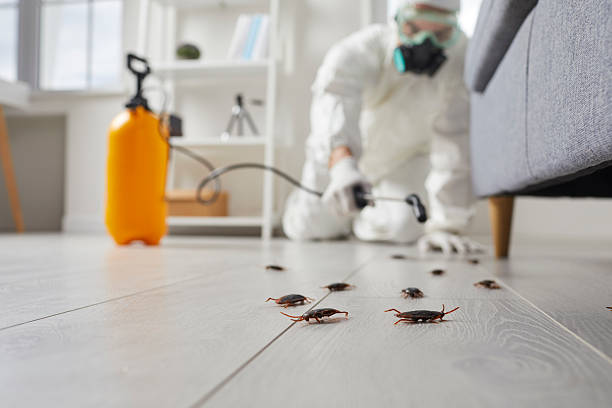 Trusted Termite Control service in Mantua, VA - Nex Pest Control
